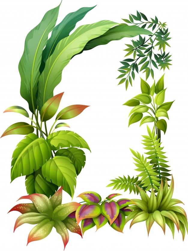 626x833 Tropical Flower Vectors, Photos And Psd Files Free Download