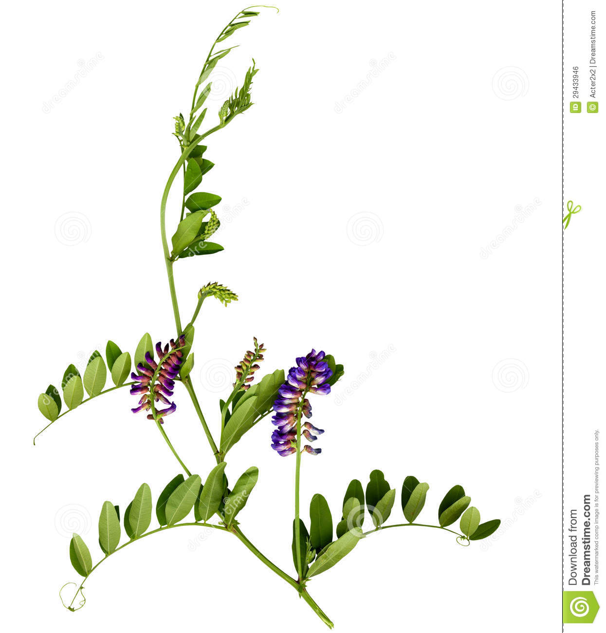 1245x1300 Sweet Pea Clip Art