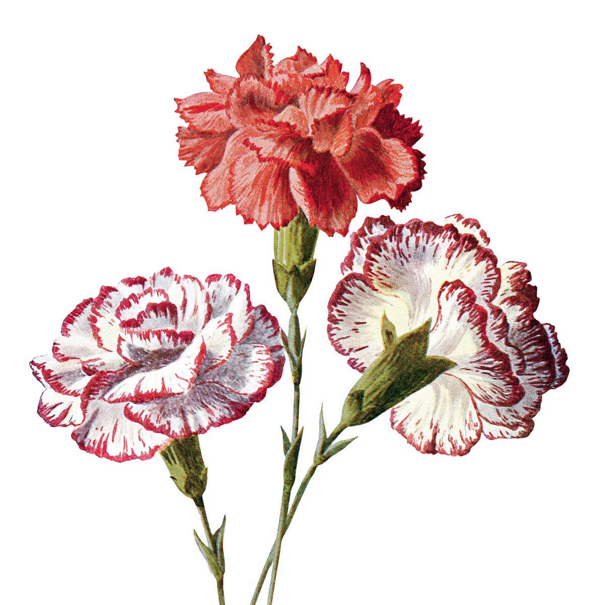 1200x1200 Vintage Flower Clipart Old