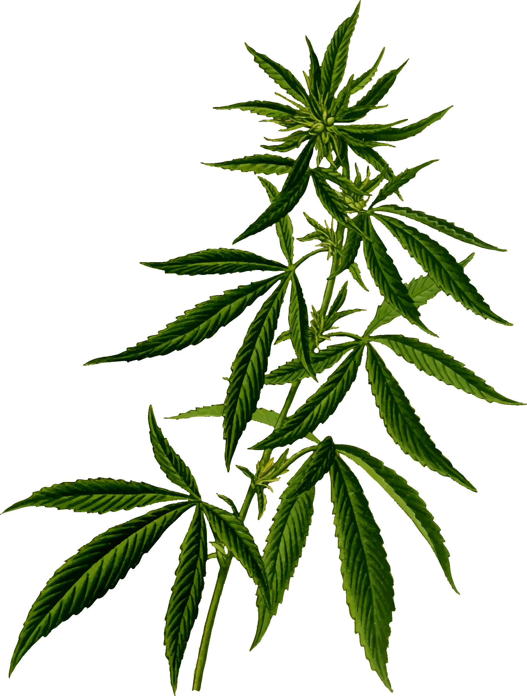 1816x2400 Weed Clipart Real