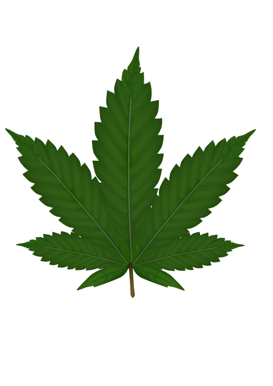 555x785 Weed Clipart Transparent