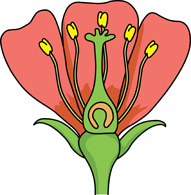 191x195 Flower Parts Clip Art Clipart