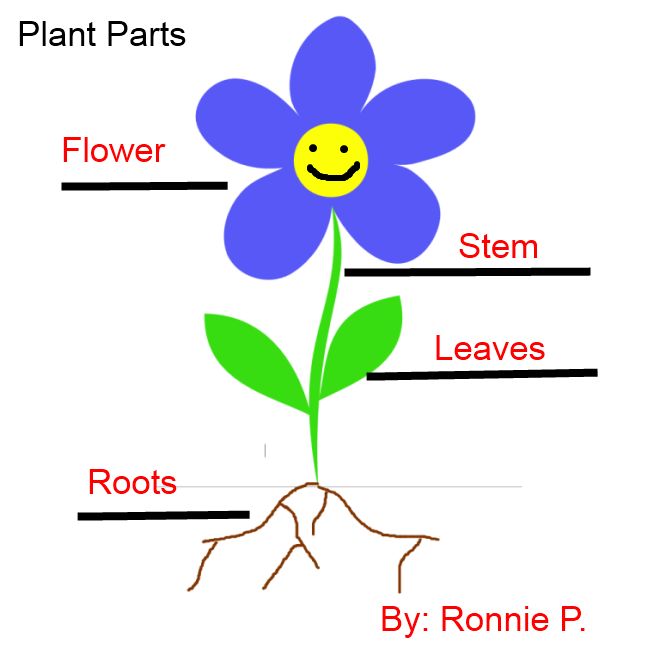 660x660 Stem Clipart Flower Root