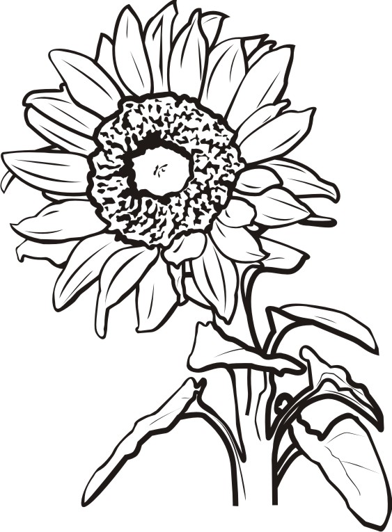 563x765 White Flower Clipart Sunflower