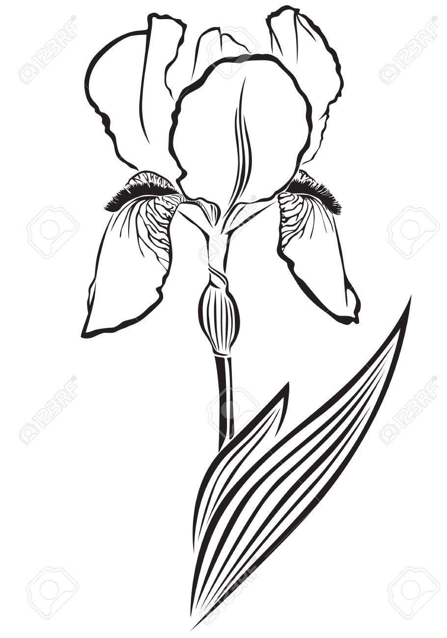 Flowers Clipart Black And White Border