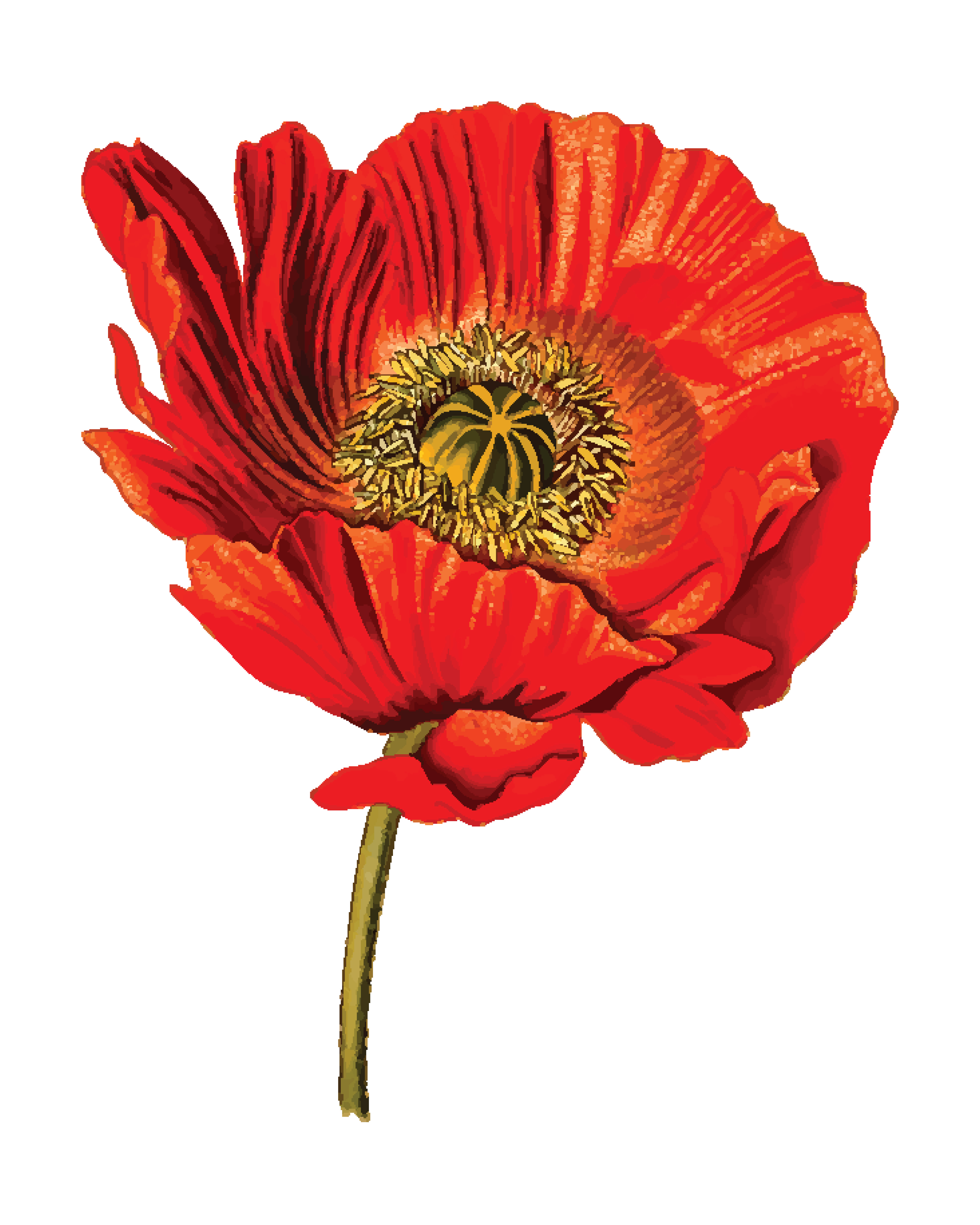 4000x4999 Clipart Of A Poppy Flower