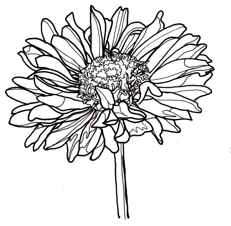 Flowers Line Drawing
