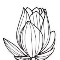 200x200 Line Drawing Of Flowers Clipart
