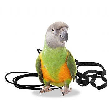 Fly Parrot