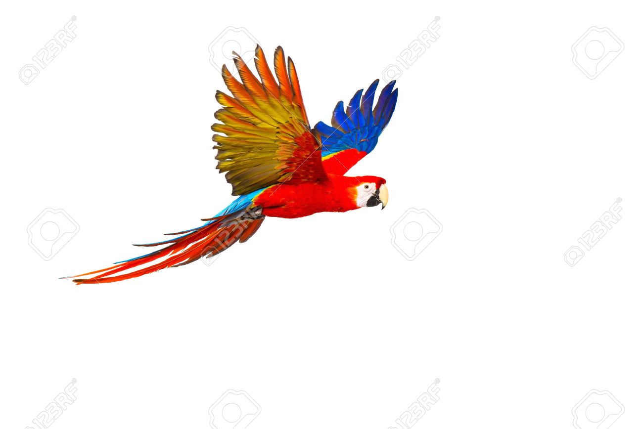 1300x868 Colourful Flying Parrot Isolated On White Stock Photo, Picture