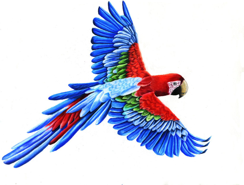 1024x778 Drawn Parrot Bird Fly