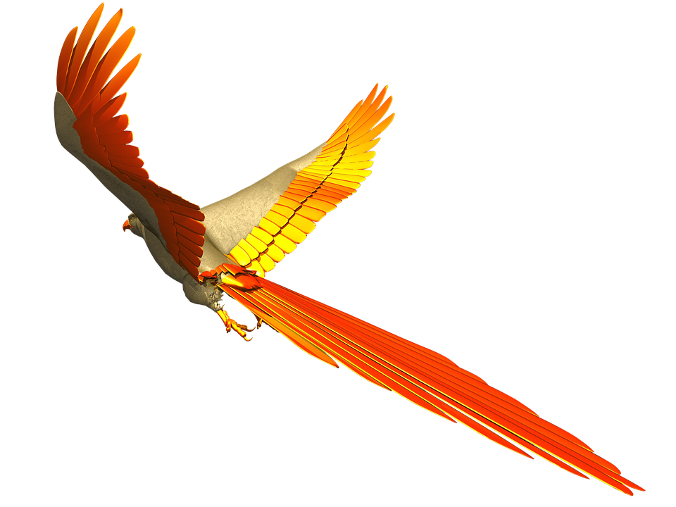 960x720 Free Photo Fly Colorful Parrot Isolated Flight