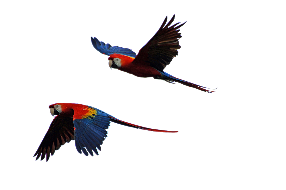 960x638 Free Photo Parrot Isolated Parrots Flight