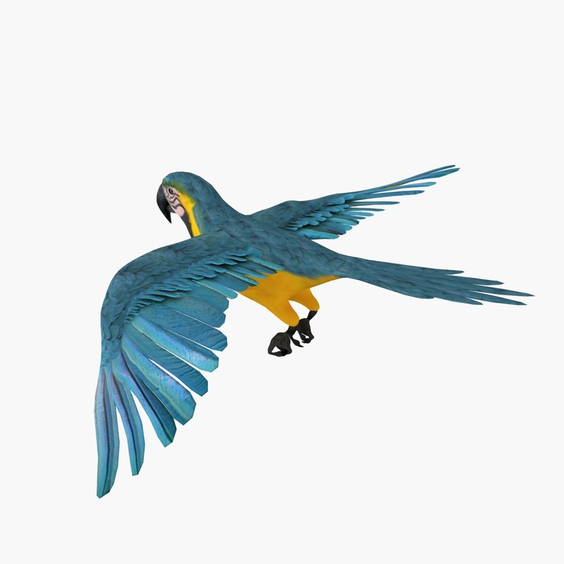 800x800 Model Parrot Animation Flying