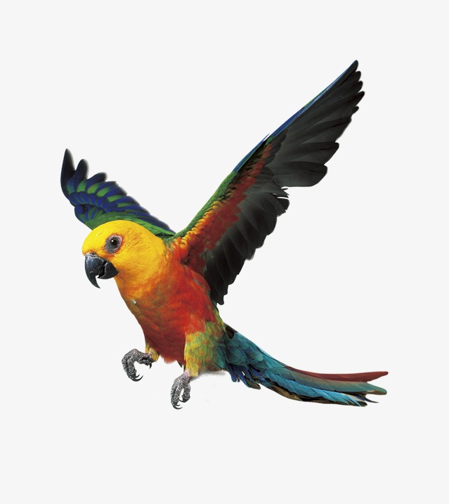 639x717 Parrot, Color Fly, Birds Png Image For Free Download