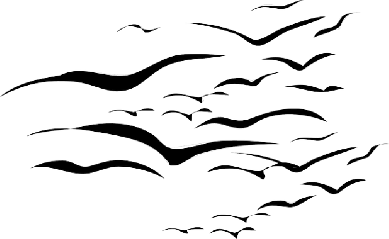 800x493 Drawing Of A Bird Flying