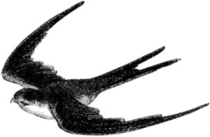 300x196 Flying Bird Drawing