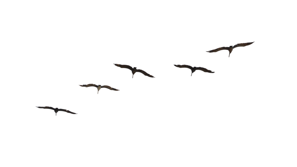 1193x670 Brown Pelicans Flying Away 1 Stock Photo Png By Annamae22