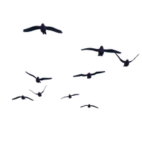 200x200 Download Flying Bird Free Png Photo Images And Clipart Freepngimg