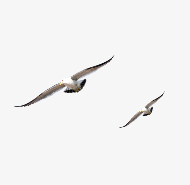 650x632 Flying Birds, Two, Flight, Birds Png Image For Free Download