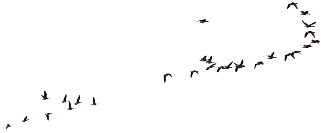 1024x424 Wild Geese Flying