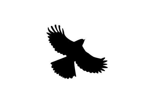 500x350 Free Flying Bird Silhouette Vector Sv Stock Blog Silhouette Clip