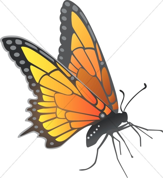 562x612 Monarch Butterfly Clipart Line Art