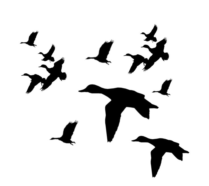 Flying Duck Clipart Black And White