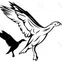 125x125 Hd Flying Duck Clipart Black And White Images