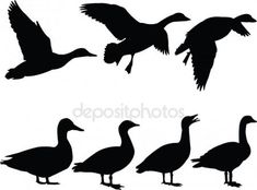 235x174 Duck Silhouette Clip Art Stock Photo Illustrated Silhouette