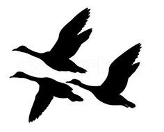 236x190 Mallard Duck Clipart