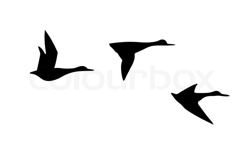 800x501 Vector Silhouette Flying Duck On White Background Stock Vector