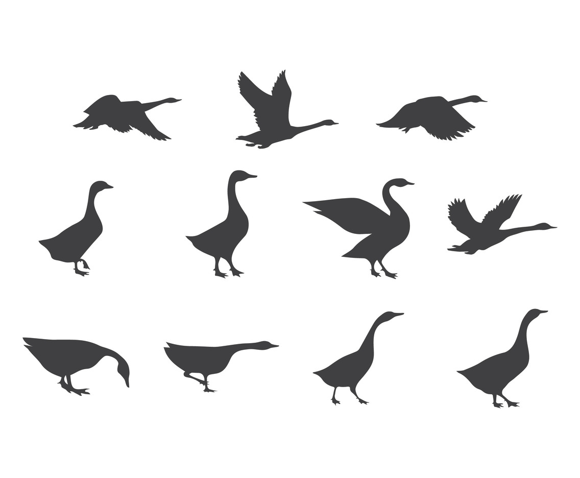 1136x936 Vector Set Of Swan Silhouettes Vector Art Amp Graphics