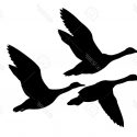 Flying Ducks Silhouette