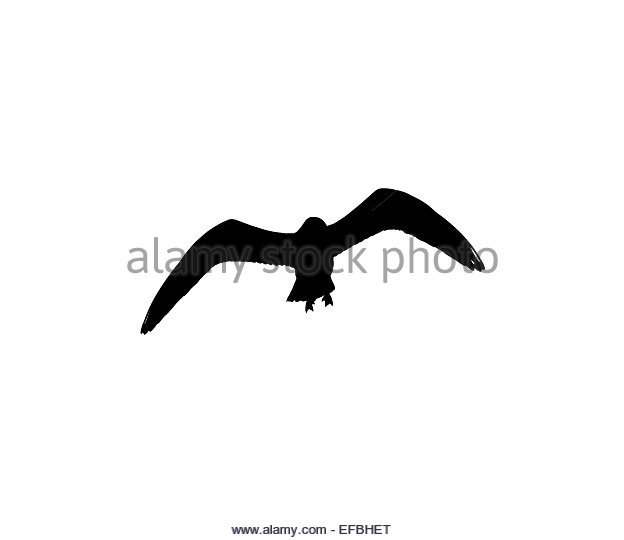 624x540 Bird Silhouette Cut Out Stock Images Amp Pictures