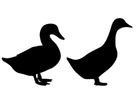 474x331 Male And Female Duck Silhouette Vector Free Download Crafts