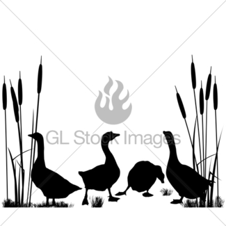 325x325 Duck And Goose Vector Gl Stock Images