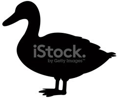 243x200 Duck Silhouette Stock Vectors