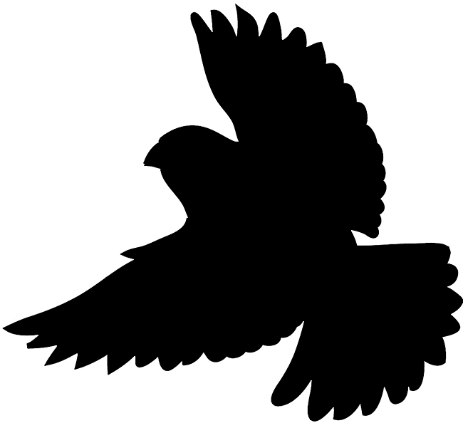 650x594 Shadow Of A Bird Clipart