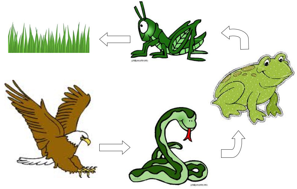 987x629 Food Chain