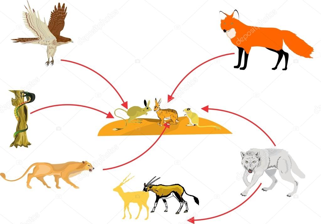 1023x712 Food Chain In Desert Stock Vector Baurz