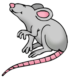 246x270 Lasagnateacher