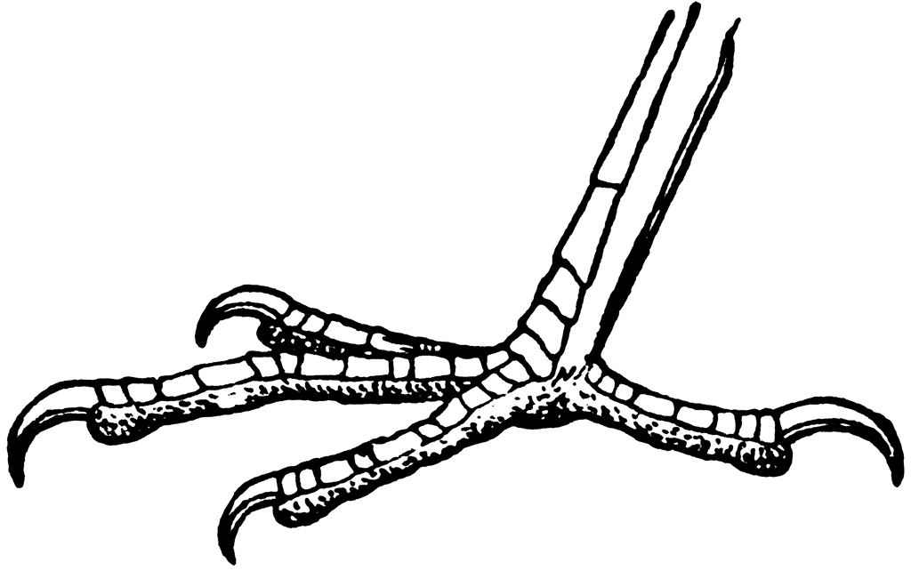 1024x642 Hen's Foot Clipart Etc