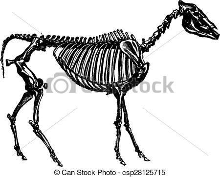 450x363 Fossil Clipart Animal