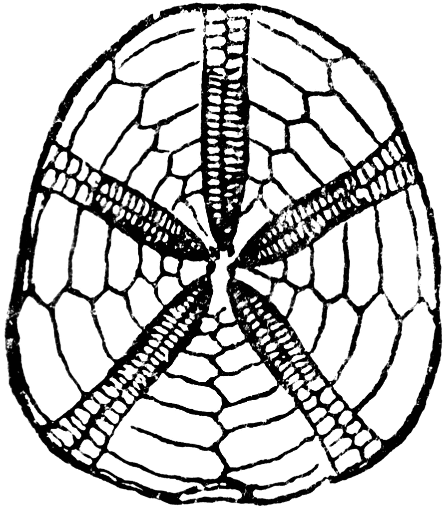 893x1024 Fossil Clipart Biology