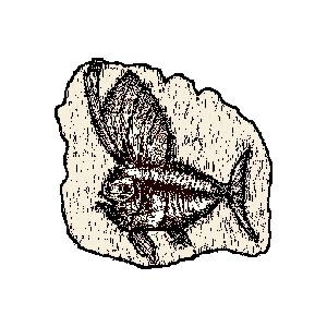 300x300 Shell Clipart Fish Fossil