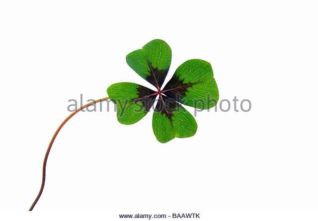 640x445 Four Leaf Clover Stock Photos Amp Four Leaf Clover Stock Images