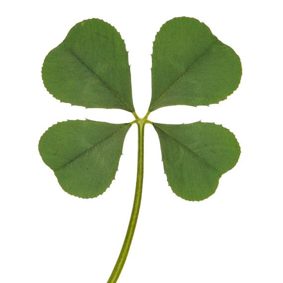570x570 9 Best Lucky 4 Four Leaf Clover Images Irish, Good