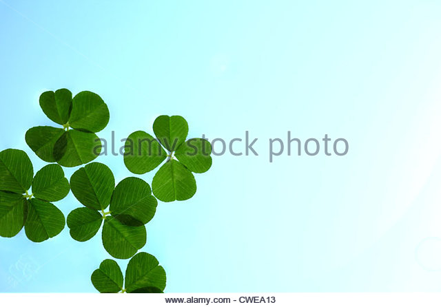 640x446 Four Leaf Clover Stock Photos Amp Four Leaf Clover Stock Images