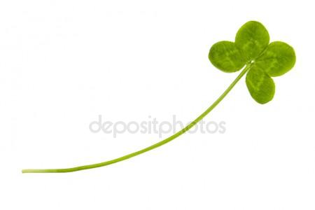 450x300 Four Leaf Clover Stock Photos, Royalty Free Four Leaf Clover